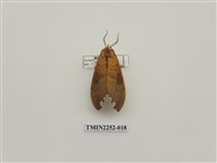 藏品(黃星凹緣天蛾)的圖片